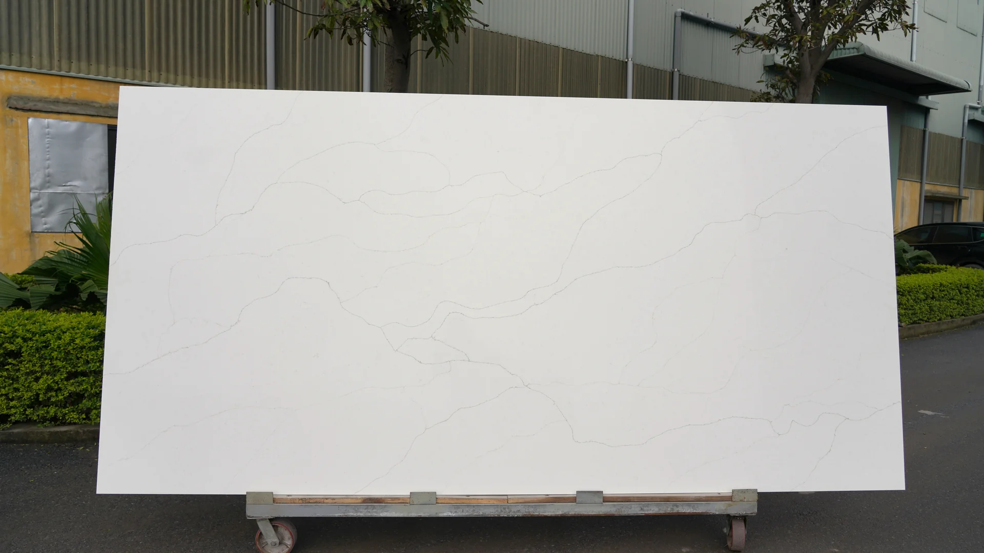 Calacatta Marfil Gold full slab showing its veining pattern
